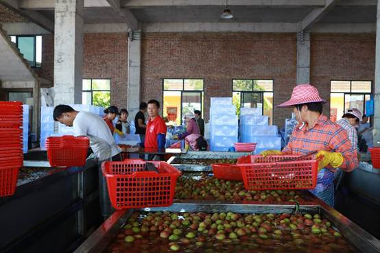 深耕卅六载，海口荔枝大王引领珍品走向全国